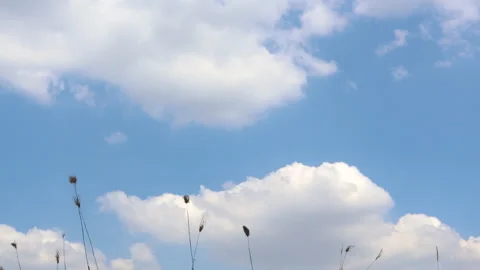 Time lapse blue sky and clouds with grass flowers on bottom view Stock Footage 165967860