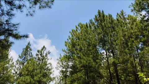Time lapse of blue sky and white clouds moving above the tops of pine trees Stock Footage 289839981