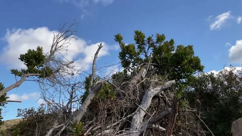 TIME LAPSE Blue sky trees and clouds Vidéo 170560437