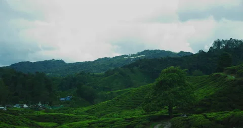 Time Lapse of BOH Tea Plantation In The Cameron Highlands, Malaysia Stock Footage 151114932