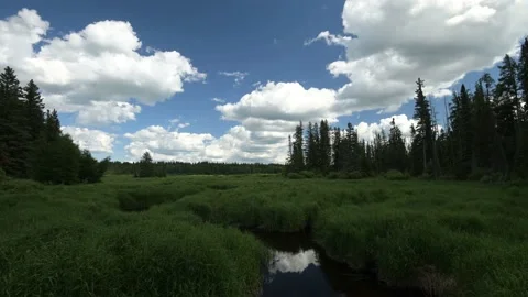 Time lapse of a boreal forest valley and stream with grass blowing  Stock Footage 135350623