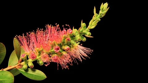 Time Lapse of a Bottlebrush Flower Opening. Video stock 89881177