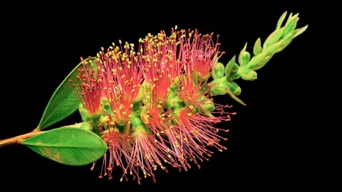 Time Lapse of a Bottlebrush Flower Opening. 動画素材 112861333