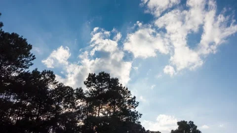 Time-lapse bottom view of pine trees in the forest under sunlight A tall pine  Video stock 168361852