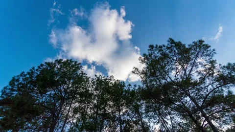 Time-lapse bottom view of pine trees in the forest under sunlight A tall pine  스톡 동영상 168362051