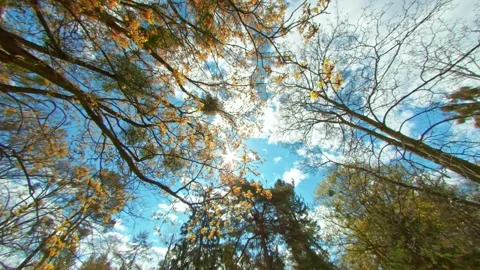 Time lapse, Bottom-up view of the spring green foliage of the trees. Stock Footage 176302441