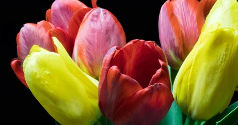 Time lapse with a bouquet of different color of tulips, on a black background Stock Footage 108300853