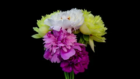 Time lapse of a bouquet of peonies on a black background, beautiful summer Stock Footage 284770032