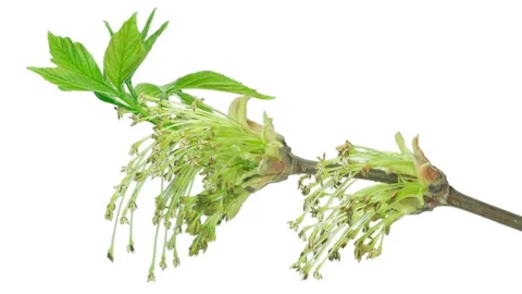 Time-Lapse Of Box Elder Flowering In UHD ProRes With Alpha Channel Stock Footage 115844245