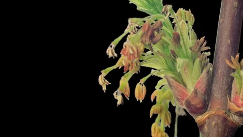 Time-Lapse Of Box Elder Flowering In UHD ProRes With Alpha Channel Stock Footage 115845016