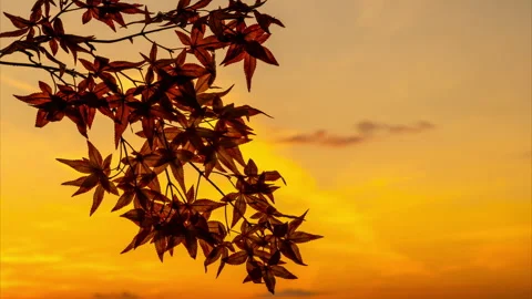 Time lapse of branch of autumn maple leaves moving on the sunset sky background Stock-Footage 171525800