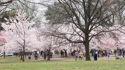 Time-Lapse Branch Brook Park, NJ Stock Footage 106366298