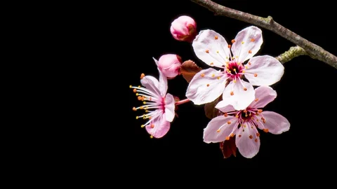 Time Lapse branch with flowers Stock Footage 129422578