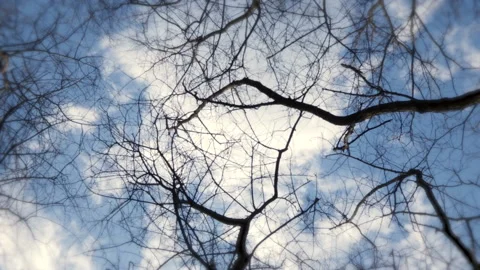 Time lapse of branches witch rotates and zoomed in under a blue sky Stock Footage 169896055