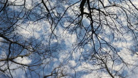 Time lapse of branches witch rotates under a blue sky 動画素材 169896657
