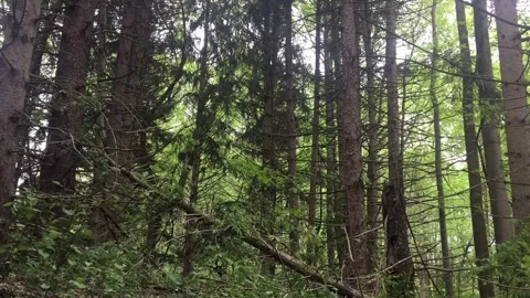 Time Lapse of Breeze Flowing through a Pine Forest Stock Footage 240129726