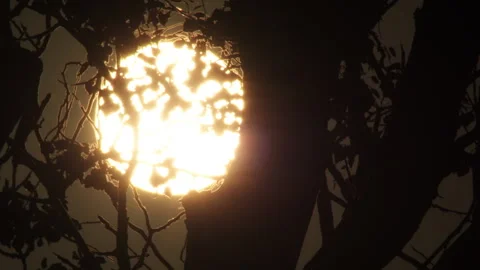 Time lapse of bright celestial sun rising behind dark tree silhouettes Stock Footage 344988939