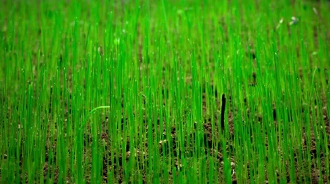 Time lapse of bright green grass sprouting from brown dirt Stock Footage 61436930