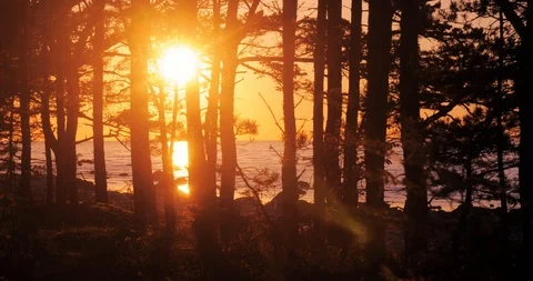 Time lapse of the bright sun behind the trees Stock Footage