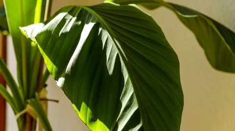 Time-Lapse of Broadleaf Houseplant Leaf Drooping Stock Footage 121208301