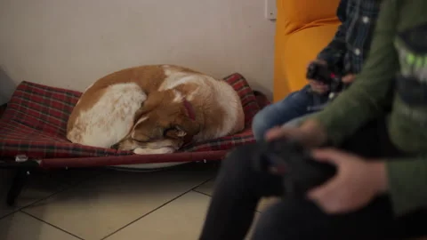 Time lapse of brown and white dog that sleeps and children play video game Stock Footage 141864078