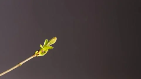 Time-Lapse: Bud Sprouts Flower Leaf Stock Footage 264925088
