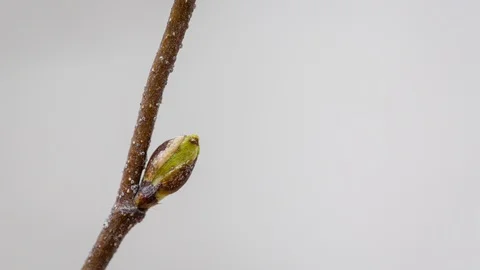 Time Lapse budded birch leaf 4k Stock Footage 91293431