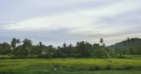 Time Lapse of Buffalo and Egrets in the Morning Feeding Themselves Stock Footage 150318300