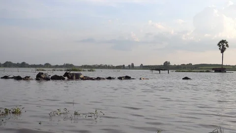 Time lapse Buffalo hides in water due to the heat of the afternoon. 库存影片 101053246
