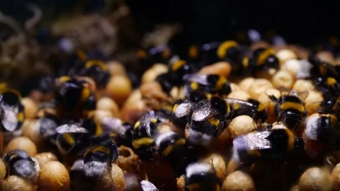 Time-Lapse Bumblebee Nest – 4K Cinematic Footage (Bombus terrestris) Stock-Footage 320671602
