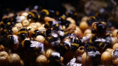 Time-Lapse of Bumblebee Nest with Brood Cells – 4K Cinematic Footage Stock-Footage 320671749