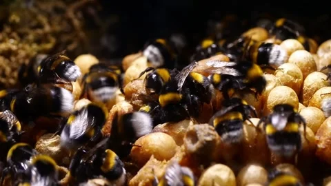 Time-Lapse Bumblebee Nest with Colony – 4K Cinematic Footage Stock-Footage 320671620