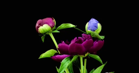 Time lapse of a bunch of burgundy and blue peonies blooming on a black Stock Footage 140480297