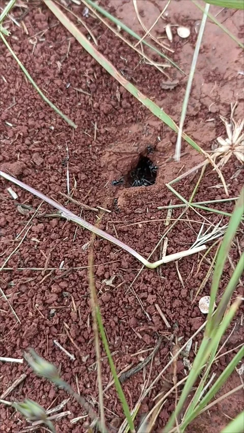 Time-lapse of Busy Ants Working Around Anthole in Red Soil Stock-Footage 333795005