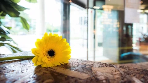 Time Lapse of Busy Human and Traffic Background with Flower in Foreground Stock Footage 83475380