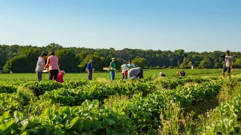 Time Lapse of Busy Workers on Healthy Green Field  Видео 124053231