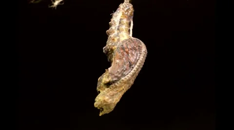 Time lapse of a butterfly completing metamorphosis (separating from pupal case) Stock Footage 68143516