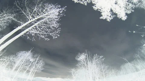 Time lapse, B&amp;W negative, WA, time lapse, storm clouds race across sky,  trees Stock Footage 36545267