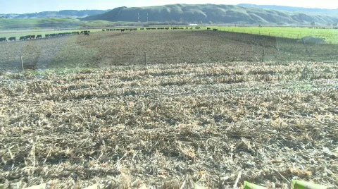 Time lapse from cab of corn harvester Stock Footage 757750
