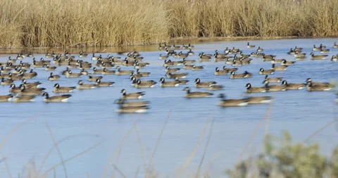 Time Lapse of Cackling Geese in a Pond Stock Footage 286071616