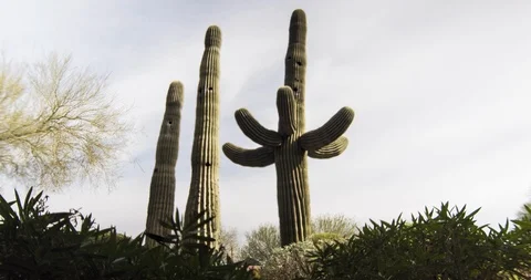 Time lapse of cacti in Arizona Видео 119657267