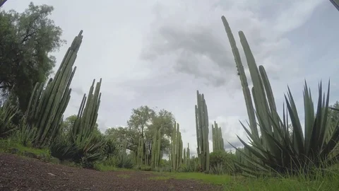 Time lapse of cactus and cloudy sky Teotihuacan, Mexico Stock Footage 81223445