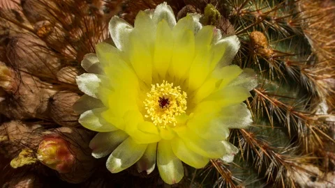 Time Lapse of a Cactus Flower Opening in Nature Stock Footage 107946733