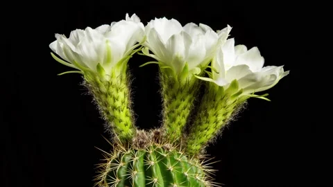 Time Lapse Cactus Flower Opening Video stock 150627684
