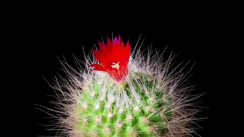 Time-Lapse of cactus flowers blooming Stock Footage 76846279