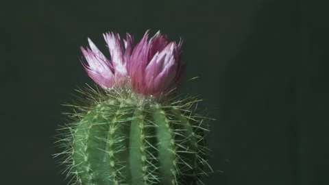 Time-lapse of a cactusflower growing. Stock Footage 159649822