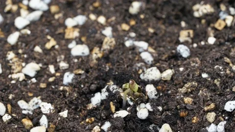 Time lapse of cannabis growing leaf moving up after get light Stock Footage 162671386