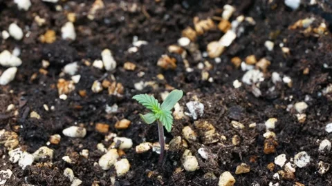 Time lapse of cannabis growing leaf moving up after get light Stock Footage 162871245