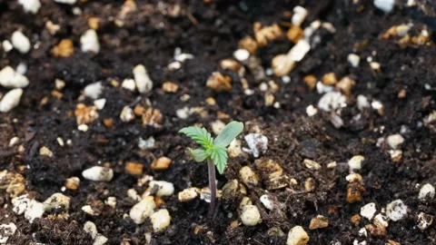 Time lapse of cannabis growing leaf moving up after get light Stock-Footage 162871314