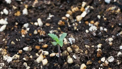 Time lapse of cannabis growing leaf moving up after get light Stock-Footage 162871320